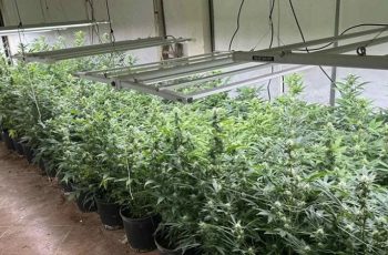 Шок във Варна: Разбиха мащабна нарколаборатория в къща, откриха 418 растения и тонове боеприпаси
